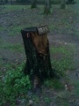 Пень пнем, но со следами цивилизации